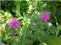 monarda